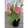 Künstliche Tulpe CAITLYN im Dekotopf, rosa-grün, 25cm, Ø2-6cm