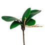 Kunstblätter Phalaenopsis Orchidee ZULKRAM, Steckstab, Luftwurzeln, 15cm