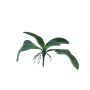 Dekoblätter Phalaenopsis Orchidee WUJUAN mit Luftwurzeln, 35cm