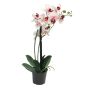 Kunstorchidee Phalaenopsis CHENXU, rosa-creme, 50cm
