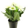 Künstliche Blume Gerbera XIAOOU im Dekotopf, creme, 25cm