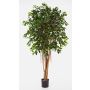 Unechter Ficus Benjamina AURIOL, Echtstämme, grün, 150cm
