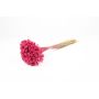 Strauß Brasilianische Hügelblume AVISSA, getrocknet, pink, 45-60cm, Ø13cm