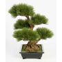 Dekobonsai Pinie TAYLOR mit Wurzeln, in Keramikschale, 70cm