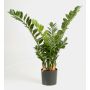 Deko Zamioculcas Zamiifolia AKONO, 100cm