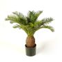 Dekopalme Cycas MATTHEW, 65cm