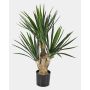 Deko Yucca Palme KEYLA, 70cm