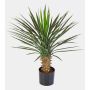 Kunst Yucca Rostrata RAFFAELA, 80cm