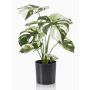Kunstpflanze Philodendron Monstera Deliciosa Variegata ZAINE, grün-weiß, 40cm