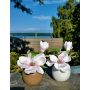 Kunstblume Magnolie FEMI im beigen Keramiktopf, zartrosa, 20cm, Ø17cm
