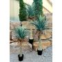 Plastik Yucca Rostrata HARDIN, Dekotopf, 180cm