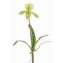 Deko Paphiopedilum Orchidee VELANA, Stecker, grün-weiß, 40cm