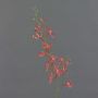 Künstlicher Blumenzweig Cattleya Orchidee TRASSA, rot-orange, 80cm, Ø4-8cm