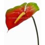 Kunstblume Flamingoblume MOIRA, rot-grün, 75cm, 13x18cm