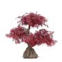 Kunst Bonsai Ahorn KAMARU im Erdball, rot, 55cm
