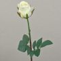 Samt Rose SAPINA, creme-aprikose, 60cm, Ø6cm