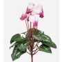 Alpenveilchen künstlich VERIANA auf Steckstab, weiß-pink, 30cm