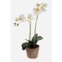 Kunstorchidee Phalaenopsis MINA im Terracotta Topf, weiß, 45cm