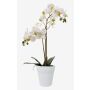 Künstliche Phalaenopsis Orchidee CANDIDA im Keramiktopf, weiß, 65cm
