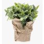 Kräuter künstlich Salbei VITUS im Jutesack, grün-weiß, 20cm, Ø22cm