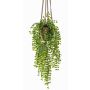 Dekopflanze Kletterfeige Blumenampel SILIJA, Terracottatopf, grün, 80cm