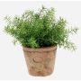 Kräuter künstlich Asparagus sprengeri LUCANO, Terracotta Topf, 20cm, Ø20cm