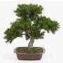 Kunst Bonsai Pinie SELENA in Bonsaischale, 50cm