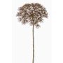 Plastik Bärenklau ANSARI, Trockenoptik, braun, 80cm, Ø22cm