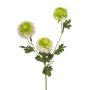 Deko Zweig Scabiosa caucasica ANAYS, weiß-grün, 80cm