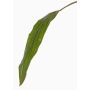 Deko Keulenlilien Blatt ELARA, grün, 90cm