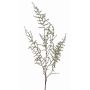 Deko Asparagus acutifolius Zweig JOCHEN, grün, 130cm