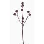 Deko Eukalyptus Zweig BASILIUS mit Früchten, braun, 60cm