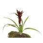 Deko Guzmania ANELY, blühend, zum Stecken, rot, 40cm