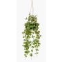 Dekopflanze Leuchterblume Blumenampel BOLTEN, grün, 50cm