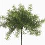 Kunstpflanze Asparagus sprengeri MONET zum Stecken, 10cm