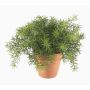 Kunstpflanze Asparagus sprengeri MONET im Tontopf, 20cm