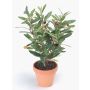 Olivenbaum künstlich ALBERTO im Tontopf, Früchte, 40cm