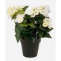 Deko Kunstblume Begonie DOBRADA, creme, 30cm