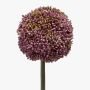 Künstliche Allium BOUTROS, lila-grün, 75cm, Ø9cm