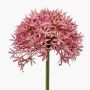 Allium künstlich ARNAU, rosa, 60cm, Ø10cm