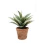 Künstliche Sukkulente Drachenbaum-Agave DESIREE im Terracotta Topf, grün, 20cm, Ø25cm