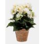 Deko Kunstblume Begonie DOBRADA im Terracottatopf, creme, 25cm, Ø8-10cm