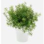 Künstliche Kräuter Asparagus sprengeri JOSHUA im Keramiktopf, 20cm, Ø17cm