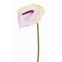 Kunstblume Flamingoblume MOIRA, creme-rosa, 75cm, 13x18cm