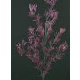 Dekozweig Lärche FLEKY, Glitzer, lila, 75cm