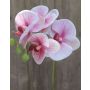 Dekozweig Phalaenopsis Orchidee OPHELIA, rosa-pink, 40cm, Ø7-8cm