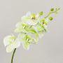 Dekozweig Phalaenopsis Orchidee OPHELIA, creme-grün, 80cm, Ø8-9cm