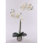Textil Phalaenopsis Orchidee KAREN, Dekotopf, gefroren, weiß, 50cm