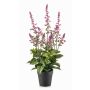 Künstliche Kräuter Salbei SWORTA im Dekotopf, Blüten, mauve, 45cm