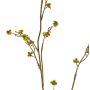 Deko Zweig Stirlingia latifolia COLLAN, gelb-grün, 75cm, Ø1cm